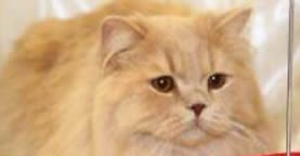 British Shorthair CC - Longhair Cat